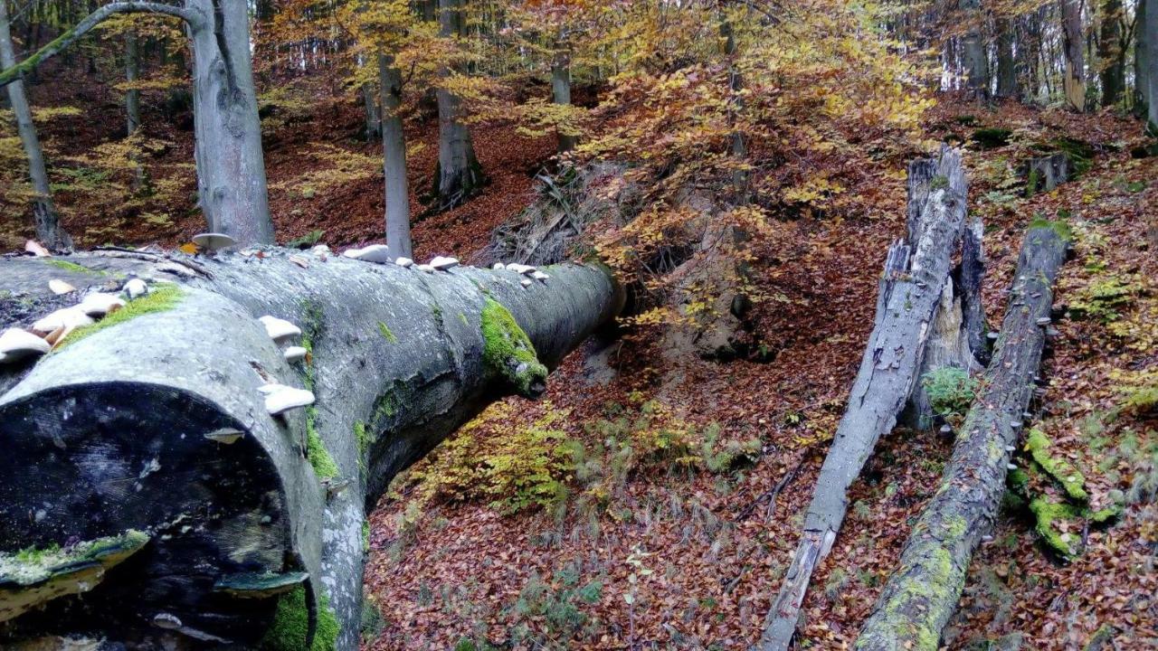 CzechynBobrowa Przystan别墅 外观 照片